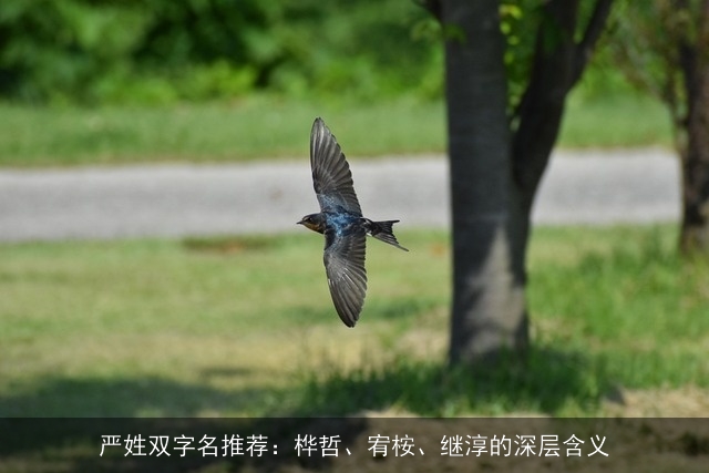 严姓双字名推荐：桦哲、宥桉、继淳的深层含义