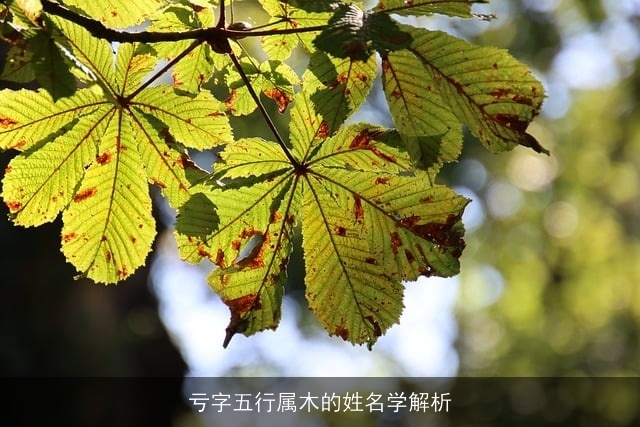 亏字五行属木的姓名学解析