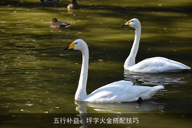 五行补益：坪字火金搭配技巧