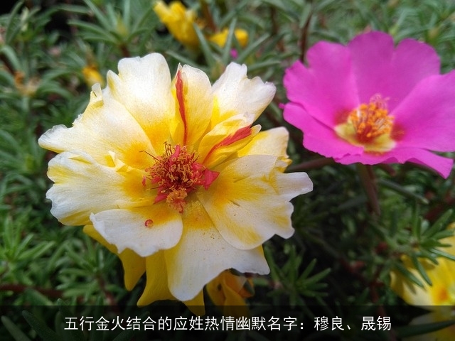 五行金火结合的应姓热情幽默名字：穆良、晟锡