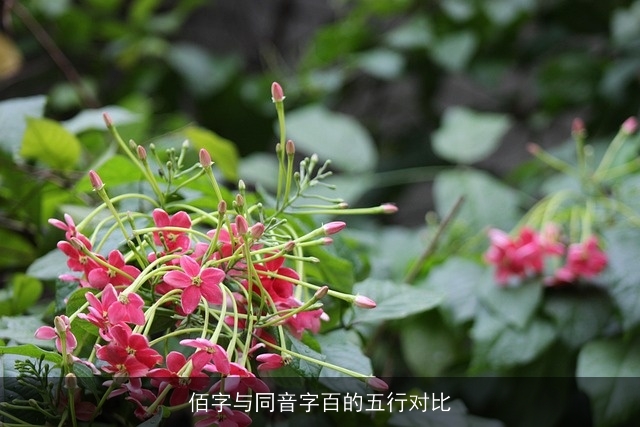 佰字与同音字百的五行对比