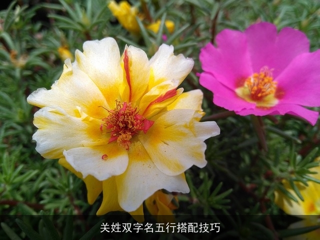 关姓双字名五行搭配技巧