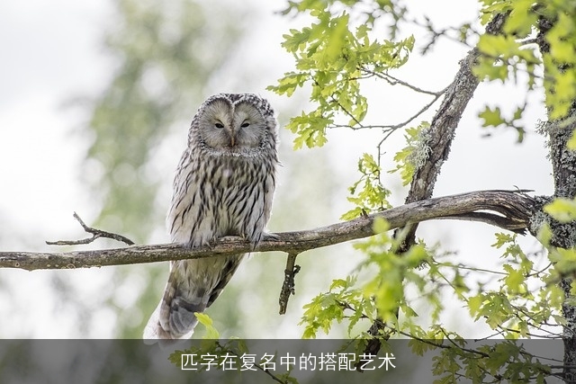 匹字在复名中的搭配艺术