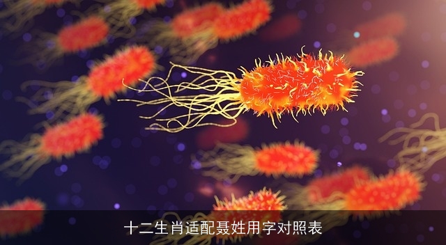 十二生肖适配聂姓用字对照表