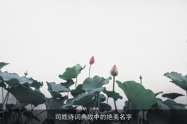 司姓诗词典故中的绝美名字