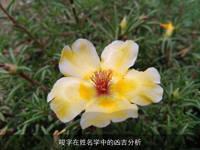 唆字在姓名学中的凶吉分析