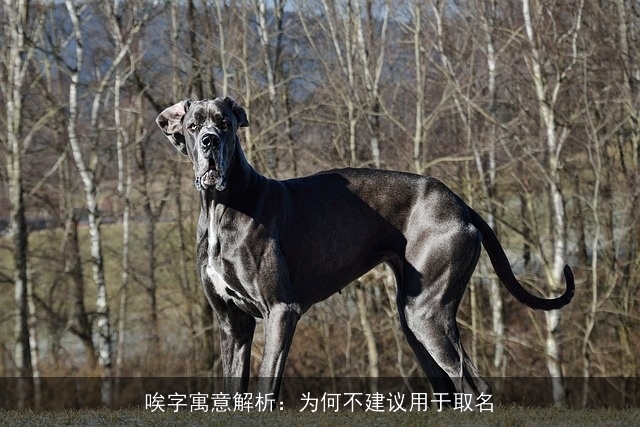 唉字寓意解析：为何不建议用于取名