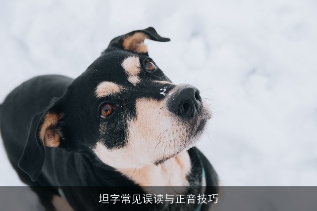 坦字常见误读与正音技巧