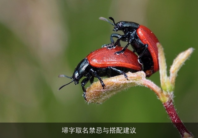 埽字取名禁忌与搭配建议