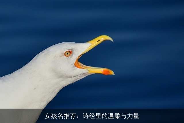 女孩名推荐：诗经里的温柔与力量