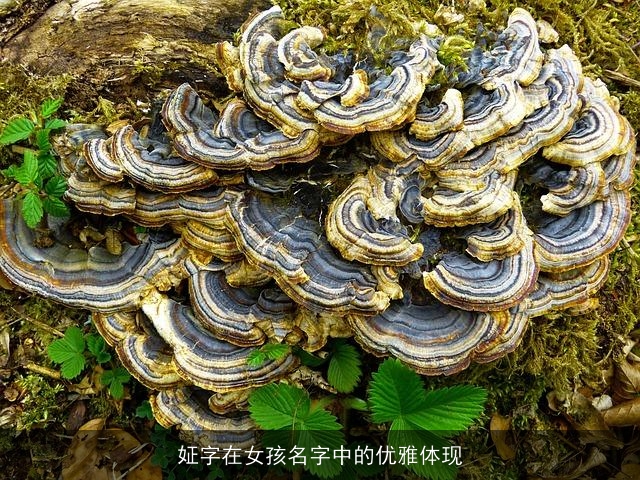 姃字在女孩名字中的优雅体现