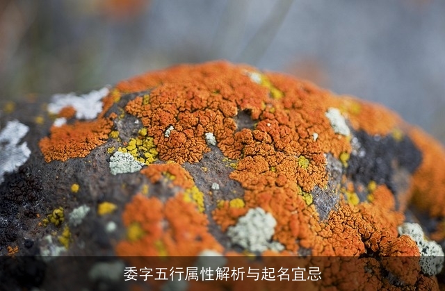 委字五行属性解析与起名宜忌