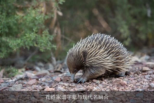 孔姓家谱字辈与现代名融合