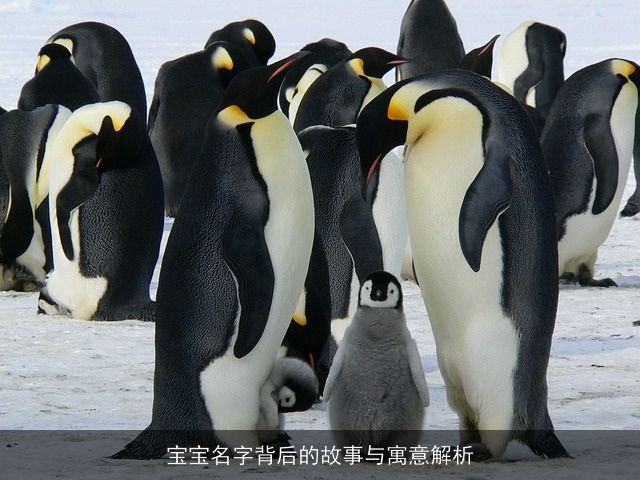宝宝名字背后的故事与寓意解析