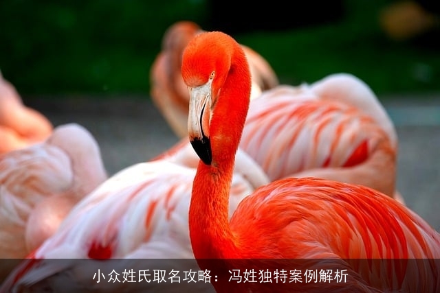 小众姓氏取名攻略：冯姓独特案例解析