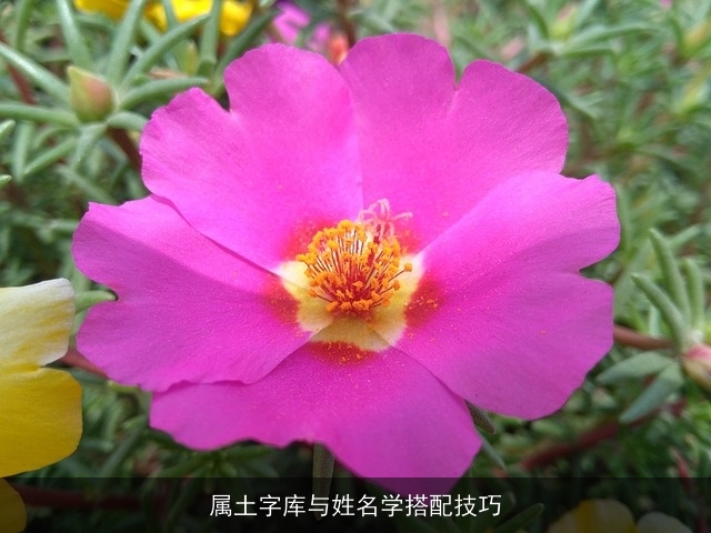属土字库与姓名学搭配技巧