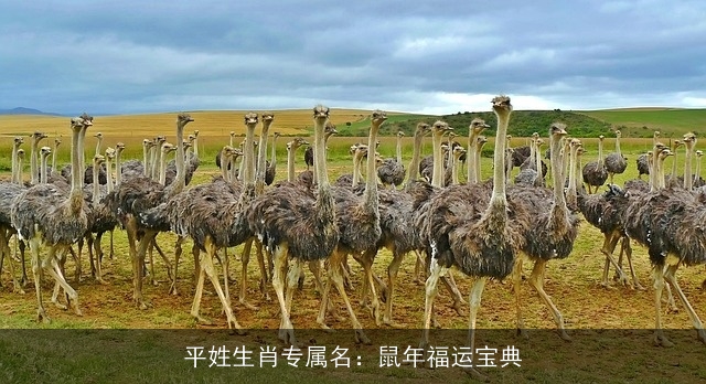 平姓生肖专属名：鼠年福运宝典