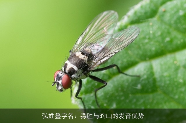 弘姓叠字名：淼胜与昀山的发音优势