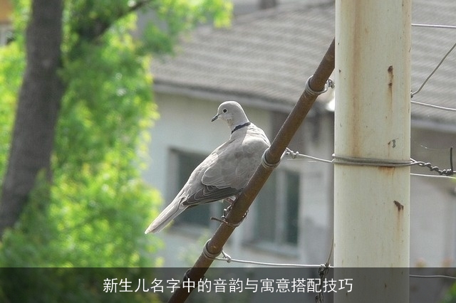 新生儿名字中的音韵与寓意搭配技巧