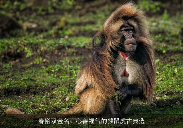春裕双金名：心善福气的猴鼠虎古典选