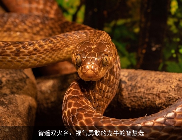 智遥双火名：福气勇敢的龙牛蛇智慧选
