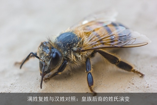 满姓复姓与汉姓对照：皇族后裔的姓氏演变