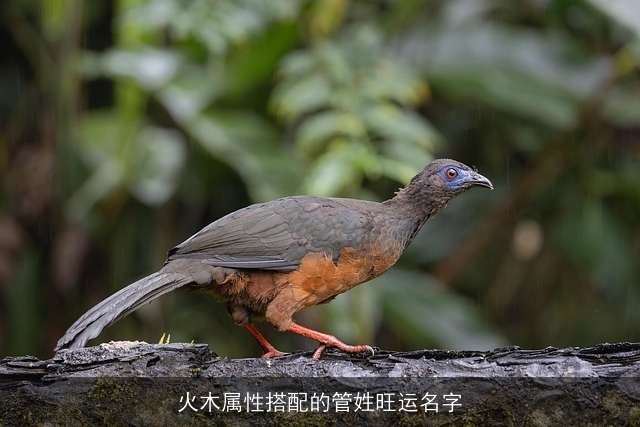 火木属性搭配的管姓旺运名字