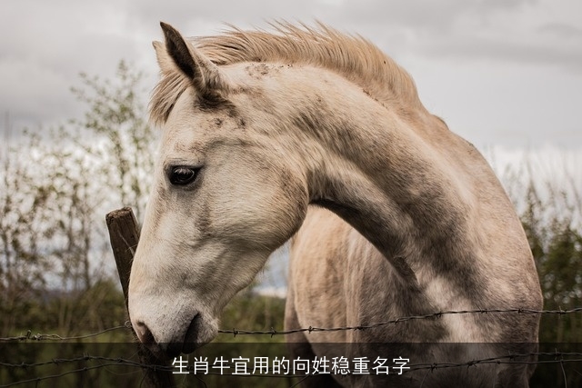 生肖牛宜用的向姓稳重名字