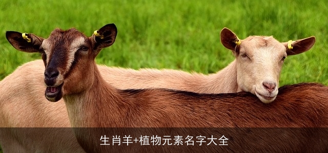 生肖羊+植物元素名字大全