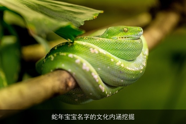 蛇年宝宝名字的文化内涵挖掘