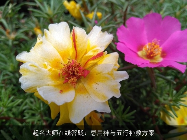起名大师在线答疑：忌用神与五行补救方案