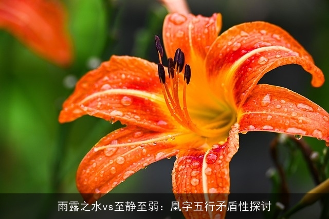 雨露之水vs至静至弱：凰字五行矛盾性探讨