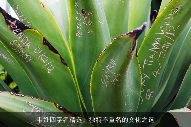 韦姓四字名精选：独特不重名的文化之选