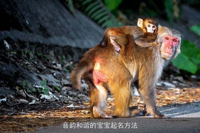 音韵和谐的宝宝起名方法