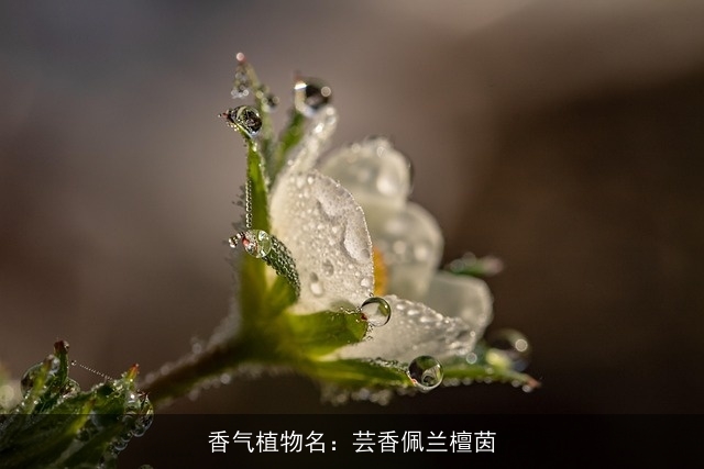 香气植物名：芸香佩兰檀茵