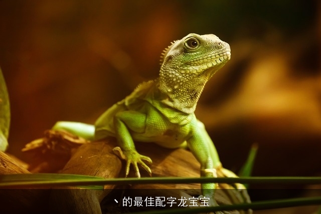 丶的最佳配字龙宝宝