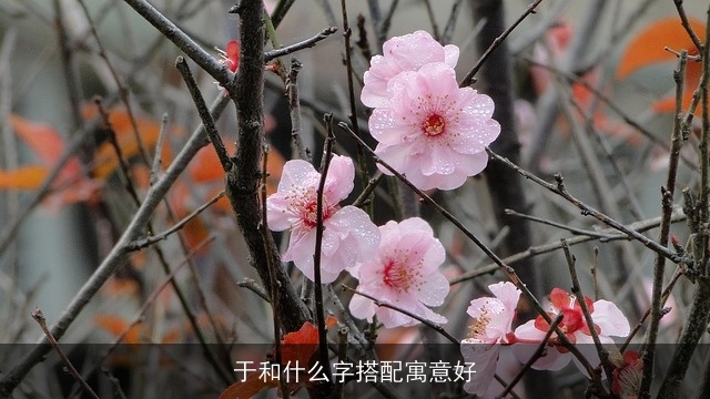 于和什么字搭配寓意好