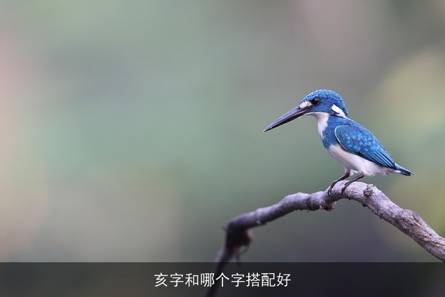亥字和哪个字搭配好