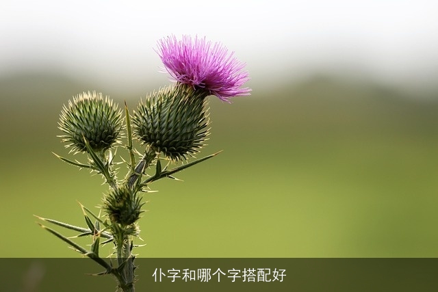 仆字和哪个字搭配好