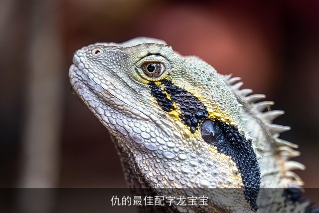 仇的最佳配字龙宝宝