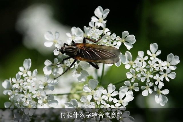 付和什么字结合寓意好
