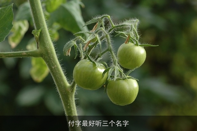 付字最好听三个名字