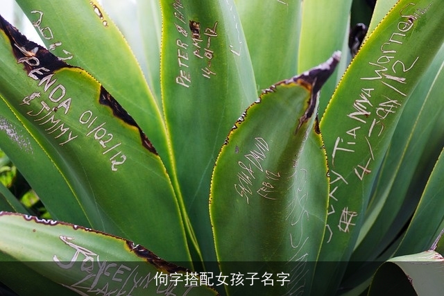 佝字搭配女孩子名字
