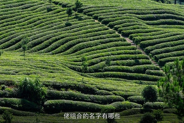 佬组合的名字有哪些