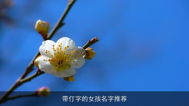 带仃字的女孩名字推荐