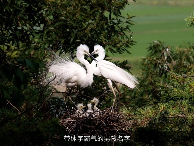 带休字霸气的男孩名字