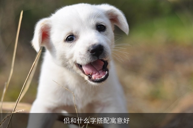 侣和什么字搭配寓意好