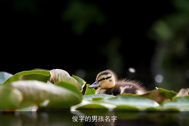 俊字的男孩名字