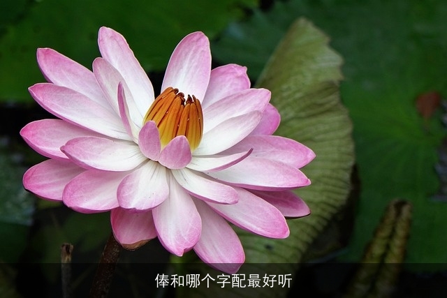 俸和哪个字配最好听