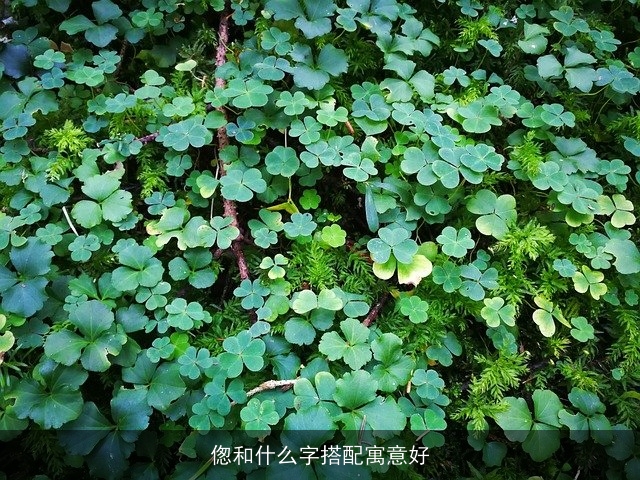 偬和什么字搭配寓意好